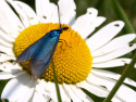 Tapeta Modr hmyz