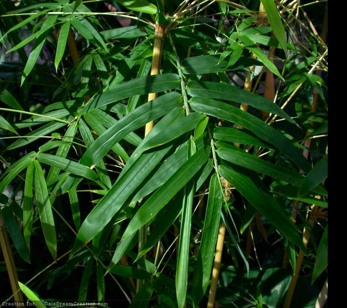 Tapeta bambus