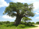 Tapeta Baobab - Tarangire
