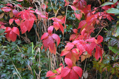 Tapeta: Barvy podzimu 3