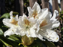 Tapeta Bl rododendron