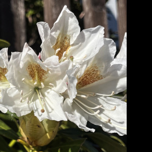 Tapeta bily_rododendron