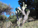 Tapeta Calella-kaktus 1