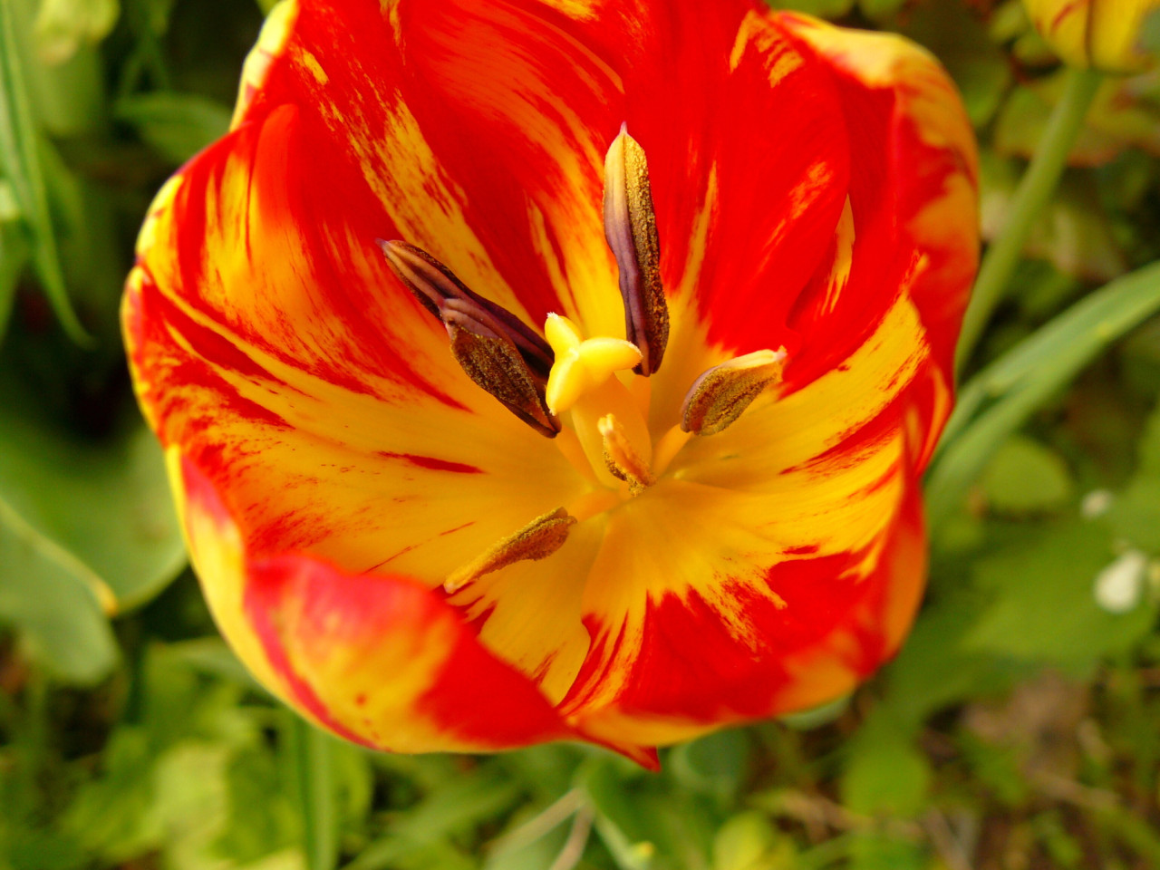 Tapeta cerveny_tulipan