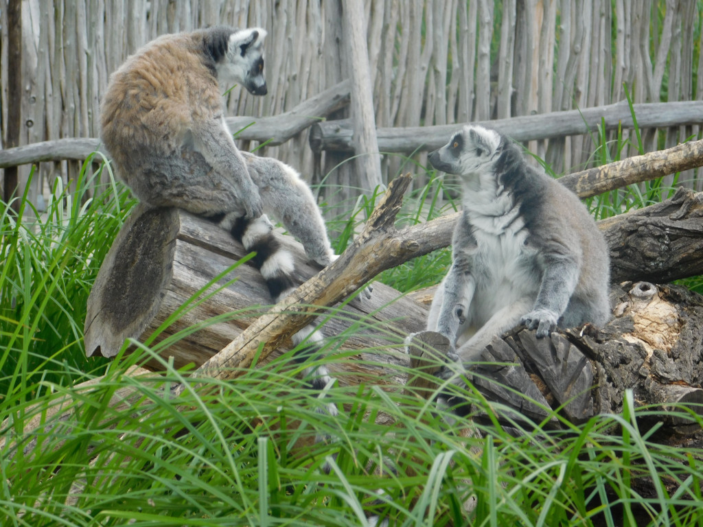 Tapeta dva_lemuri