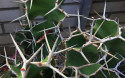 Tapeta Euphorbia