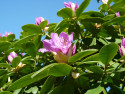 Tapeta Fialov rododendron