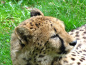 Tapeta Gepard 2 - Zoo Olomouc
