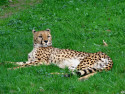 Tapeta Gepard - Zoo Olomouc