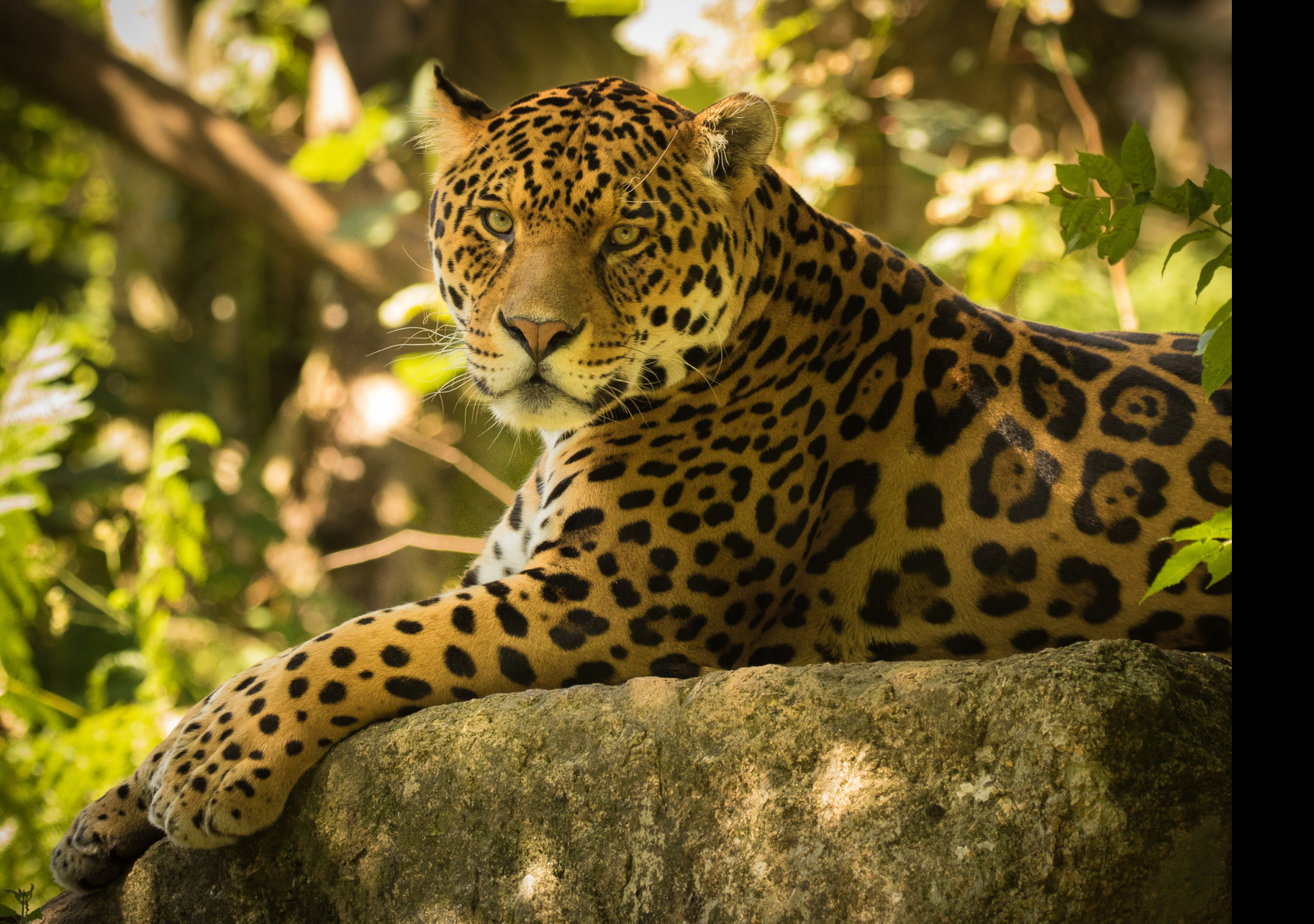 Tapeta jaguar_6