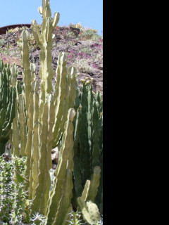 Tapeta kaktus_gc_10