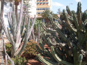 Tapeta kaktus u hotele GC