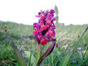 Tapeta Kouzeln orchideje 15