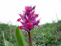 Tapeta Kouzeln orchideje 6