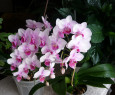 Tapeta Krsa orchidei