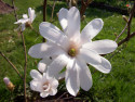 Tapeta Kvt bl magnolie