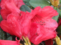Tapeta Kvt ervenho rhododendronu