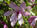 Tapeta Kvt magnolie fialov