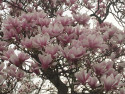 Tapeta Kvetouc magnolie
