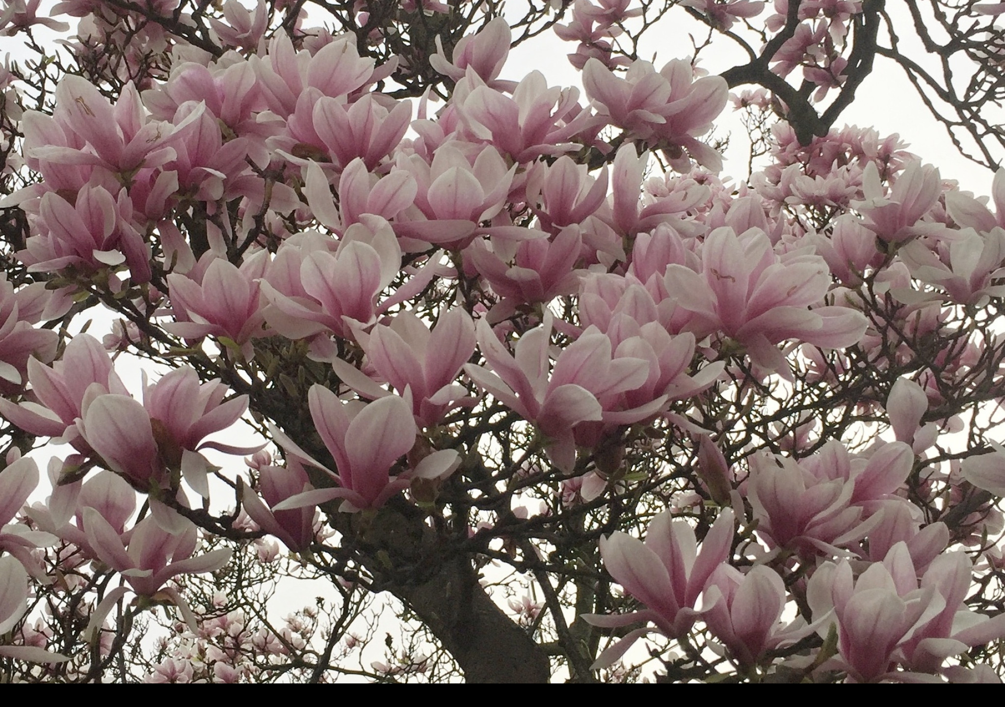 Tapeta kvetouci_magnolie