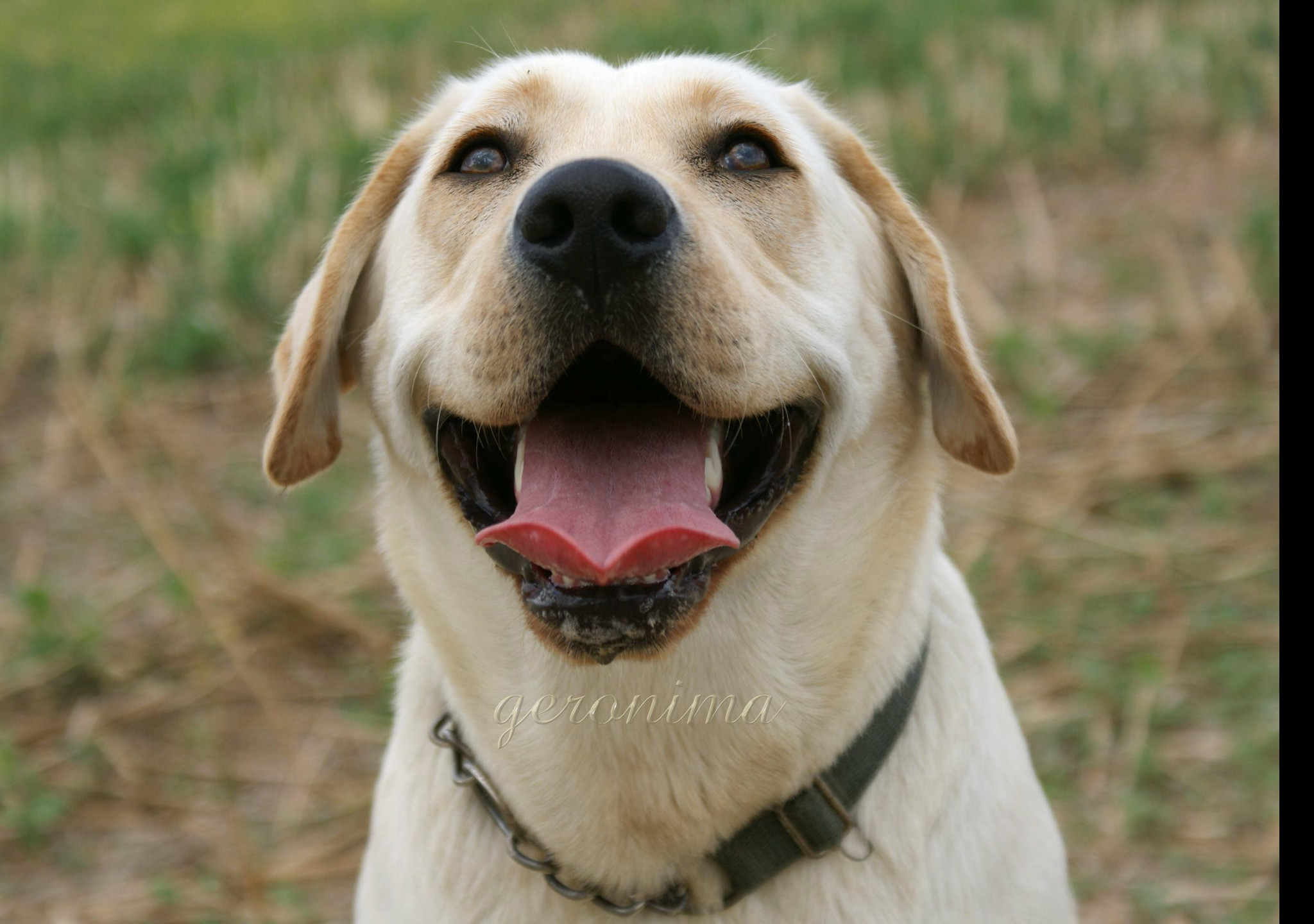 Tapeta labrador_hlava