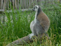 Tapeta Lemur sedc