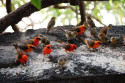Tapeta Madagaskarsk vrabec