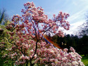Tapeta magnolia s duhou