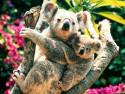 Tapeta Medvdek koala