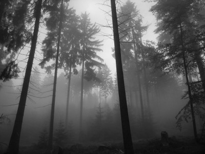 Tapeta: Mlha v lese