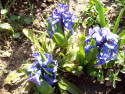 Tapeta Modr hyacinty