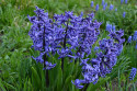 Tapeta Modr hyacint