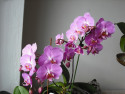 Tapeta moje orchidea