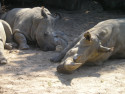 Tapeta nosoroec zoo