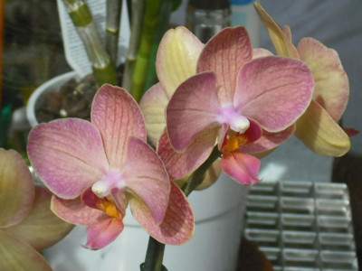 Tapeta: Orchidea 5