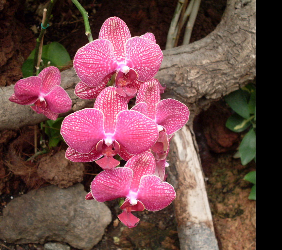 Tapeta orchidej_gc_2