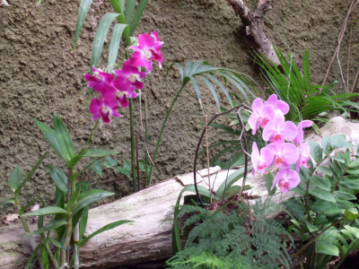 Tapeta: Orchidej Gran Canaria