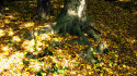 Tapeta podzim buk