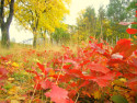 Tapeta Podzim u eky