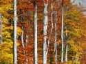 Tapeta podzim v bukovm lese