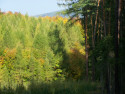 Tapeta Podzim v lese u Kontop II.