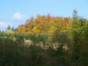 Tapeta Podzim v lese u Kontop III.