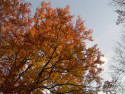 Tapeta podzim v parku 02