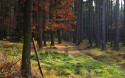 Tapeta Podzimn v lese