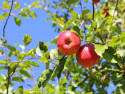 Tapeta Podzimn -jablka