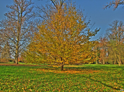 Tapeta: Podzimn strom