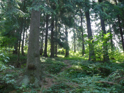 Tapeta: Pohled do lesa