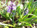 Tapeta Poup hyacintu