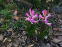 Tapeta Prvn hyacinty