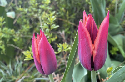 Tapeta: Prvn tulipny